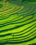 Greenwashing